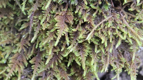 Curly Hypnum