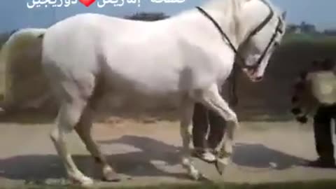 Horse dance wow