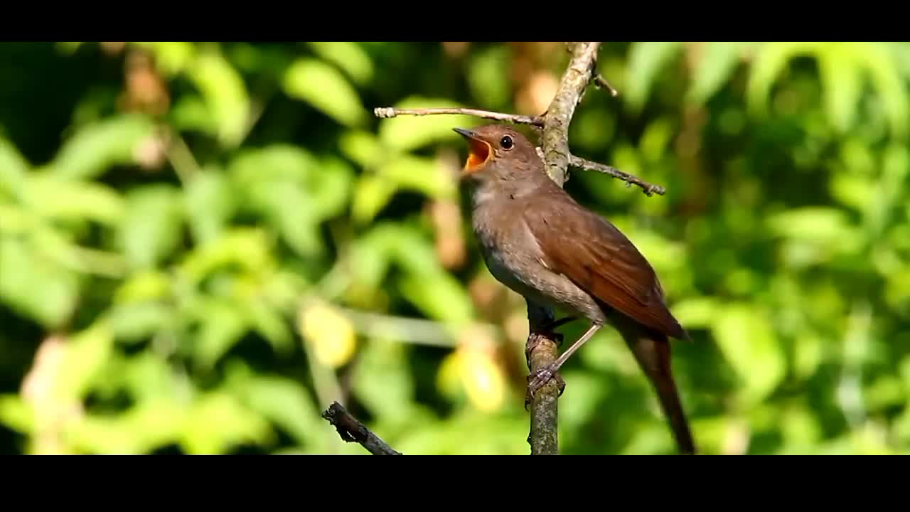 Bird sound is really amazing