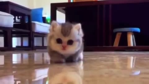 What a lovely cat 😳😳😳😳😳