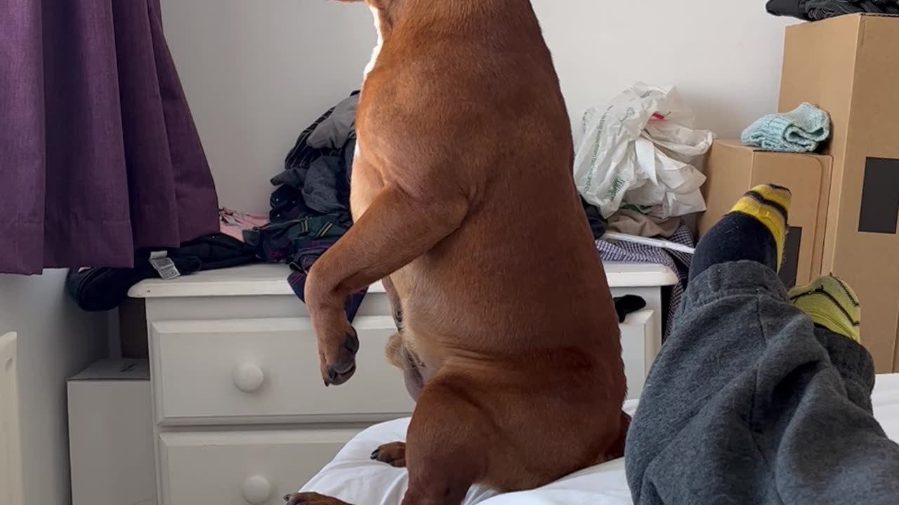 Nosey Dog Sits and Stares Out Window