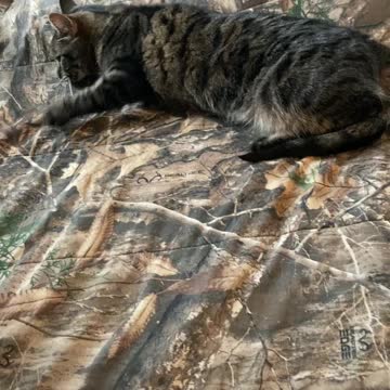 Sweetpea getting comfy.