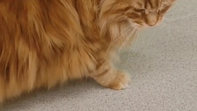 A cat has nine lives but one heart