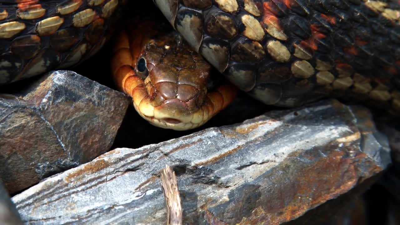 Coiled Garter Snake Sticks Out Tongue