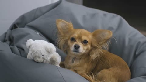 Portrait of Adorable funny longhair chihuaha dog on a soft chair with a toy