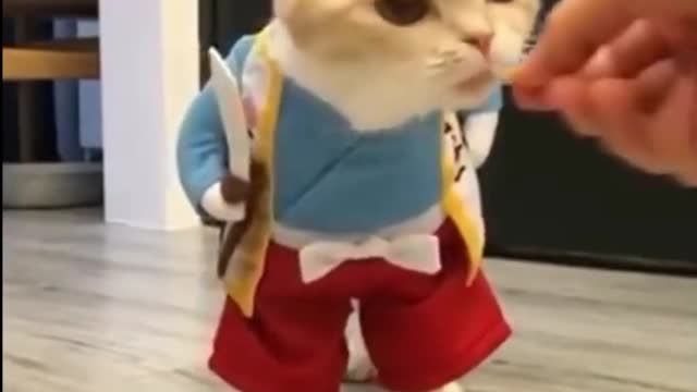 Samurai cat