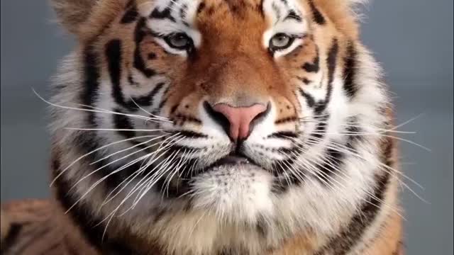 Majesty of a Tiger