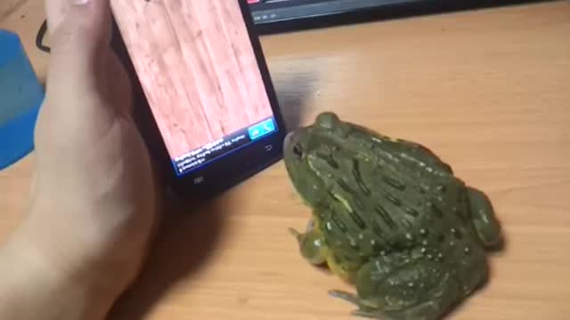 Frog crushes ants in iphone app game