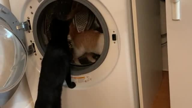 Cat getting an exercise inside the washing machine!!