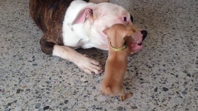 American Bulldog vs the dangerous Chihuahua