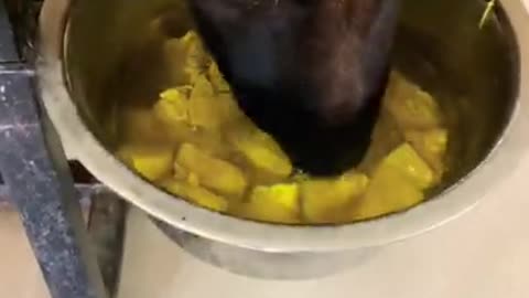 dog eats cock