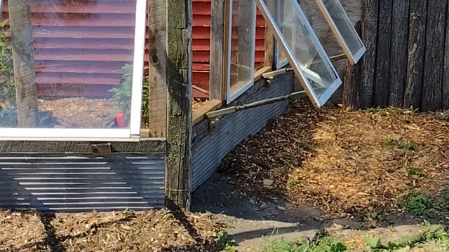 Greenhouse grow part 1
