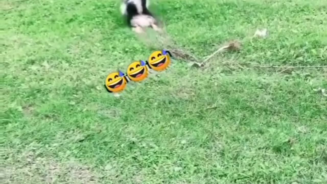 funny animals compilation (The last one😂🤣)