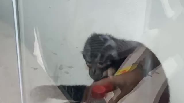 Rabbit monkey
