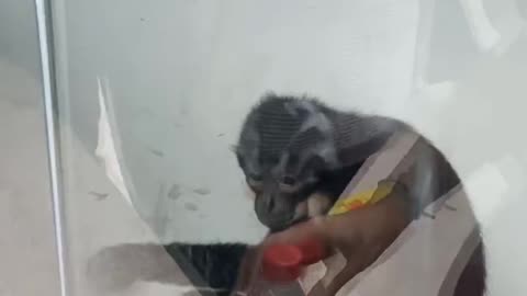 Rabbit monkey