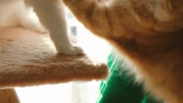 Beautiful fight cat enjoy the moment