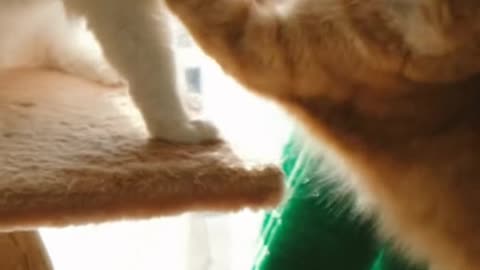 Beautiful fight cat enjoy the moment