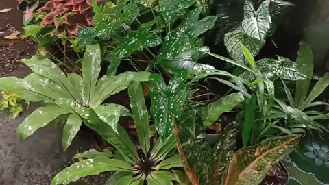 Rain watering flowers