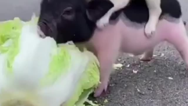 Cute Animals Funny Animal Videos
