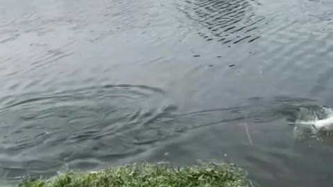 This is a beautiful and charming water-dwelling species