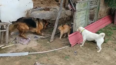 Tow Dog And One Cat Very Funny Videos😂😂