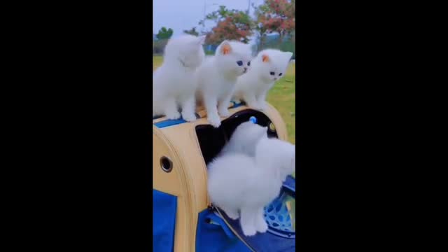 Dalmatian puppies play with toys for the first time