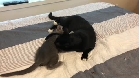 The mother cat and the baby cat are playing with each other.