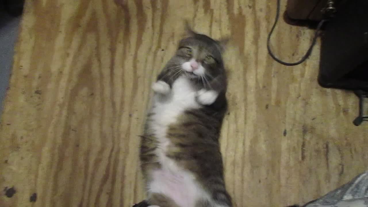 OZZY CAT IS MEAN TO DADDY