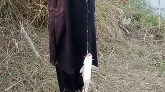 My fish hunter today