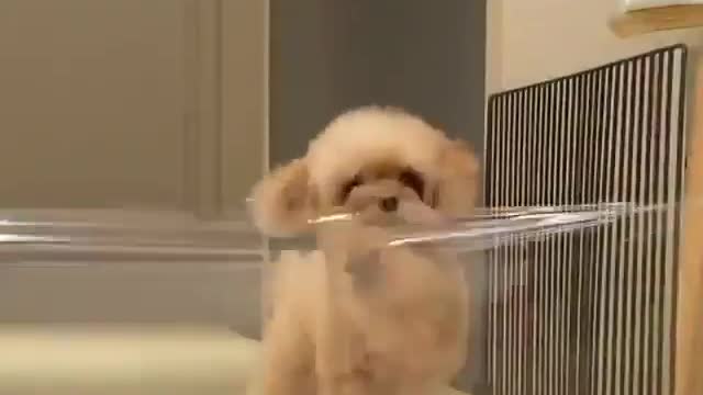 Best Funny Animal Videos 2022 😺 Funny Dog Videos 2022 😁 Funniest Dog Videos 😁😇