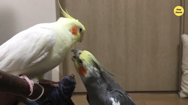 2 bird, From kiss to fight