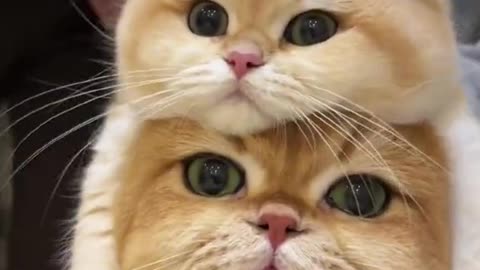 meow animals #meow #animals #cats #dogs #funnyvideo #fightcoronavirus #viral #reel #viralreelsfbpage #foryoupageシvir #trendingreelsvideo #foryou