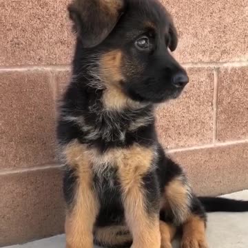 Cute baby animals Videos Compilation cutest moment of the animals - 🐶 Cutest Puppies #3