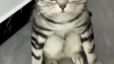 Funny animal video bangla _ funny animal video