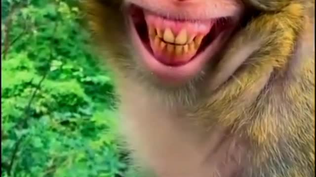 Funny Monkey Laugh Loudly