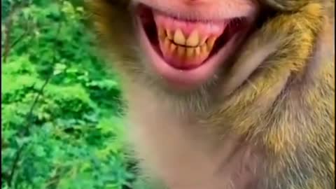 Funny Monkey Laugh Loudly