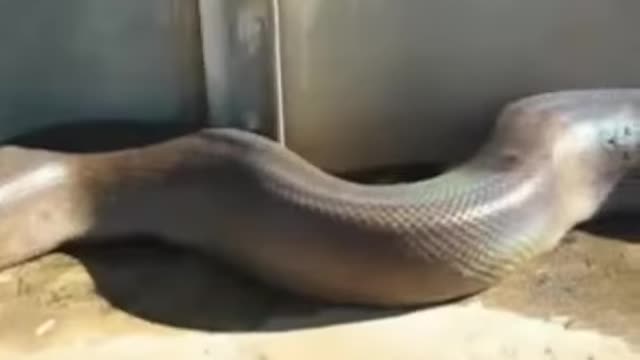 Giant Anaconda Nature Extreme Life On A Playground