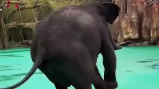 Cute Baby Elephant Dancing Video