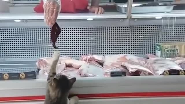 This Butcher Feeds Stray Dogs & Cats