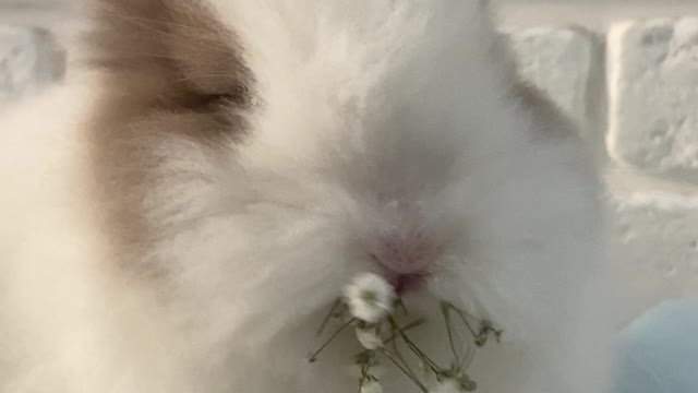 cute bunny😍