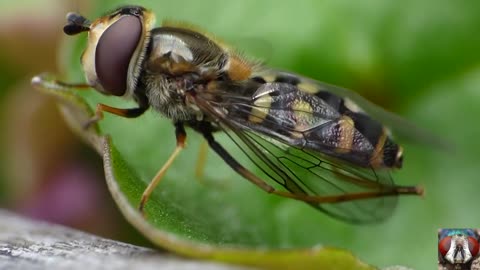 Capture The Moment Of Pooping Small Insects - Funny Animal Video CM