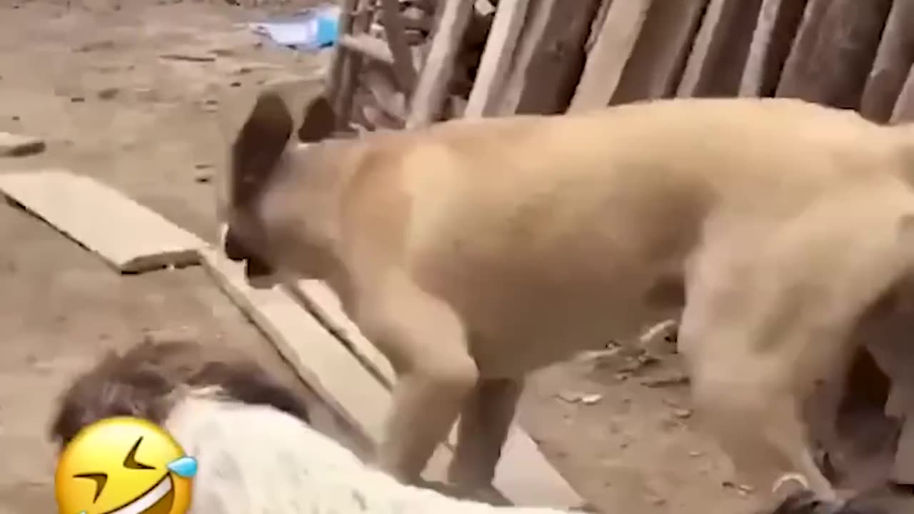 Funny Animal Video