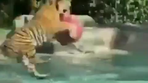 Big Tiger having fun