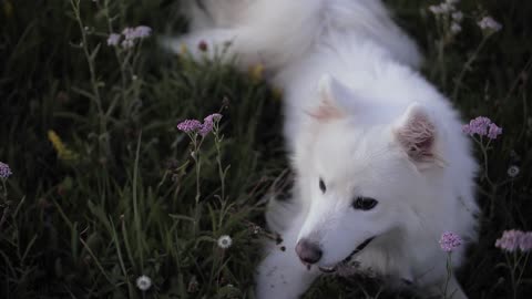 Fluffy dog ​​resting in the grass