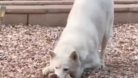 Get a Husky they said, It will be fun