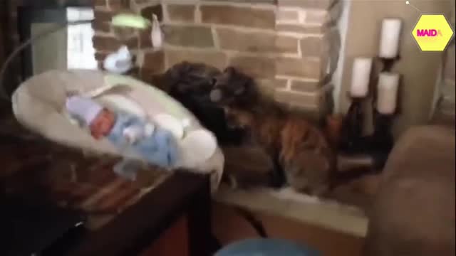 Cats meet Human Babies - Compilation