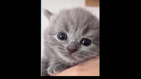 What a cute thing.