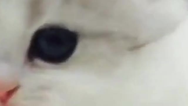Best Funny Cats videos(2021)Cute Cats and Kittens