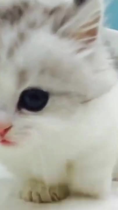 Best Funny Cats videos(2021)Cute Cats and Kittens