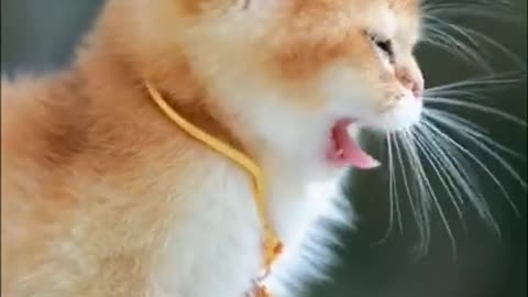 so very cute cat